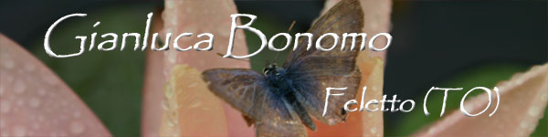 Gianluca Bonomo - Feletto (TO)