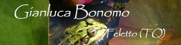 Gianluca Bonomo - Feletto (TO)